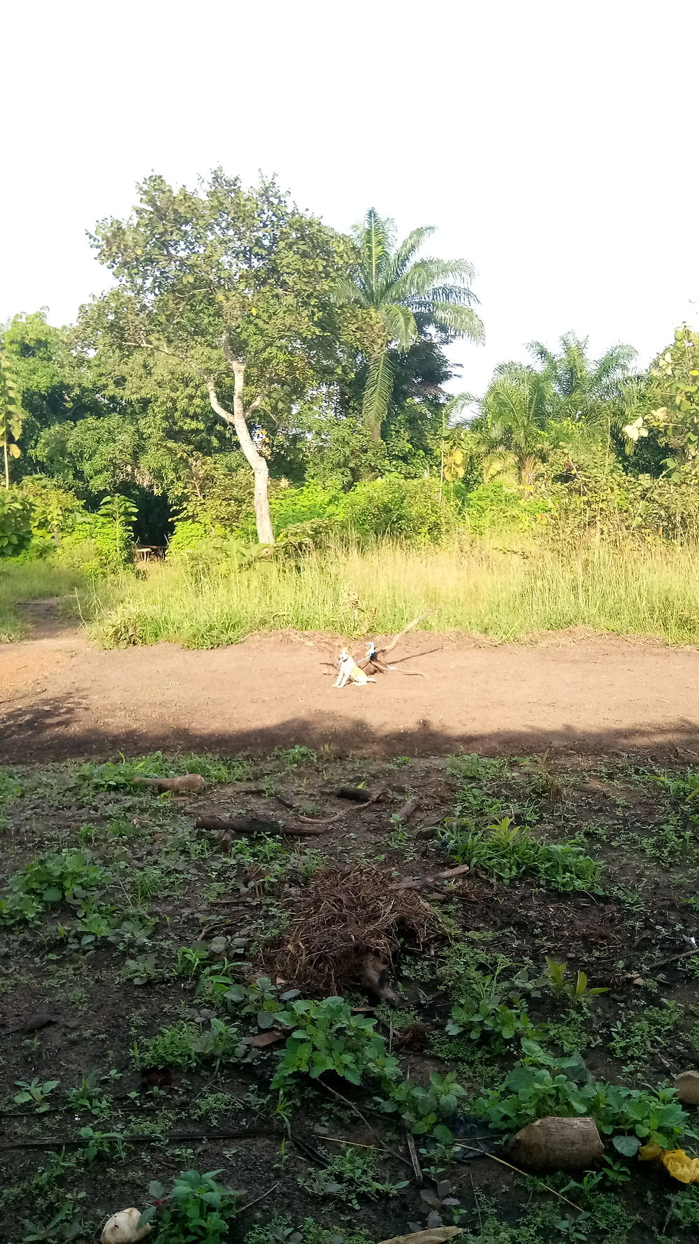 Jardin de la maison d'hôtes, Sokodé au Togo