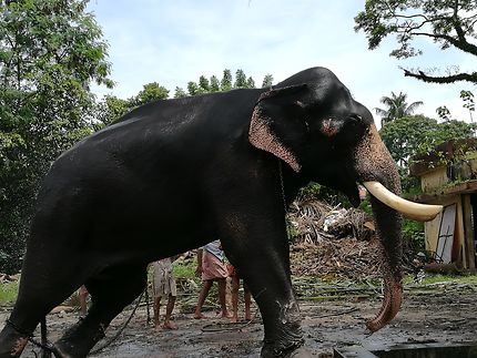 Eléphant en Inde