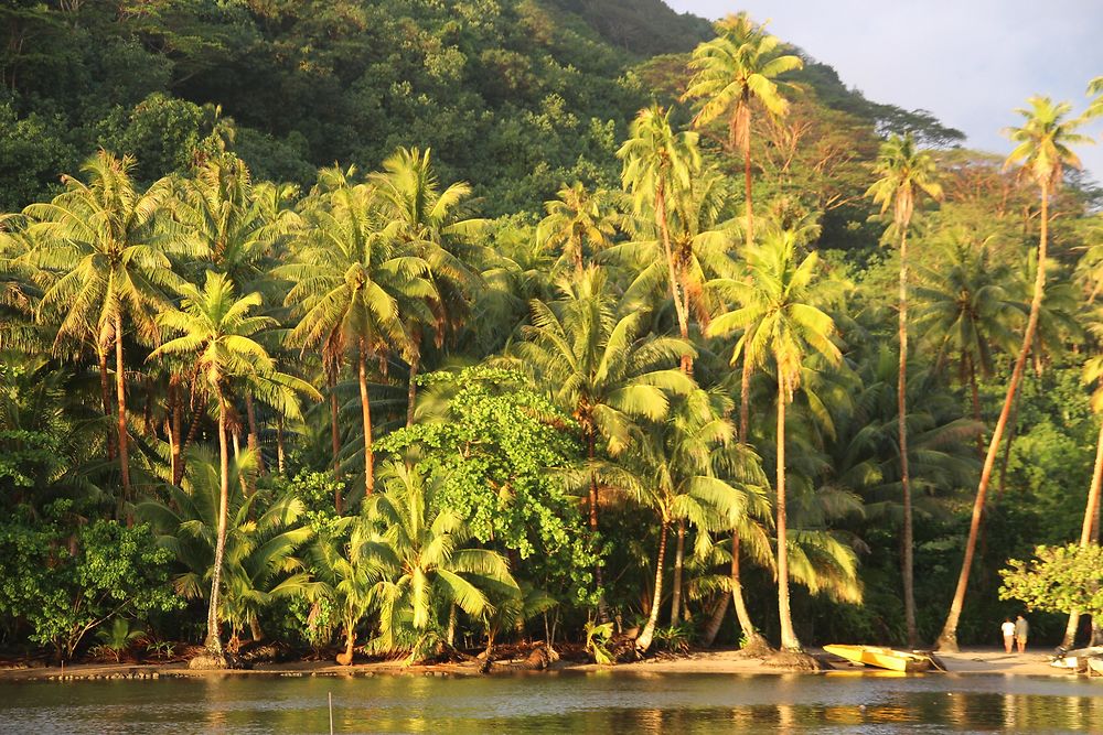 Palmiers dorés à Huahine