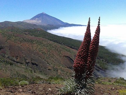 Tenerife, le volcan Teide 