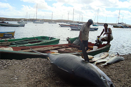Pêche de thon Pêche de thon
