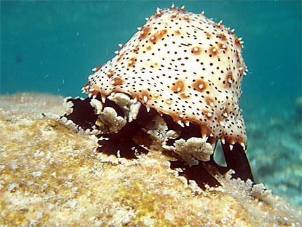 Concombre de mer (holothuries)