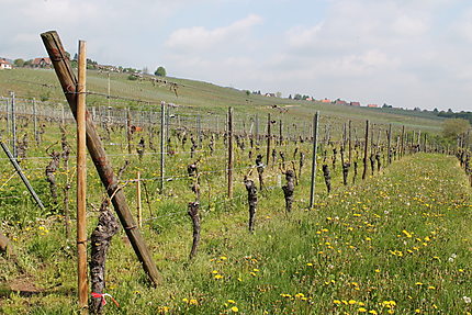 Le vignoble de Mittelbergheim