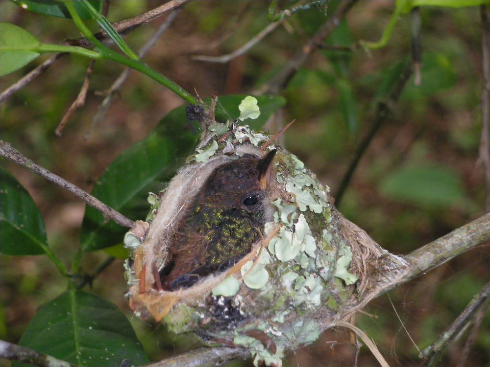 Oiseau mouche