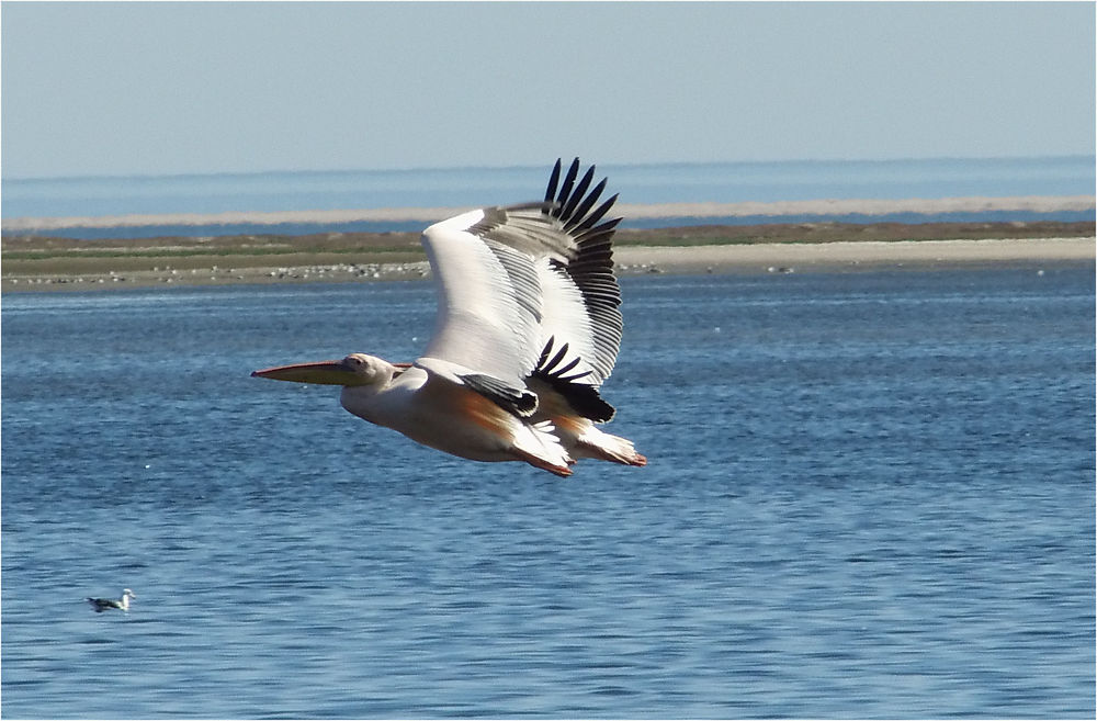 Pélicans