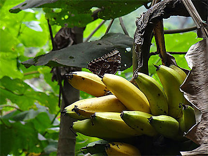 Morpho sur plant de banane