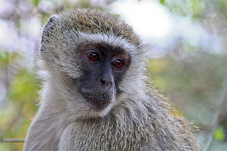 Singe Vervet Singe Vervet
