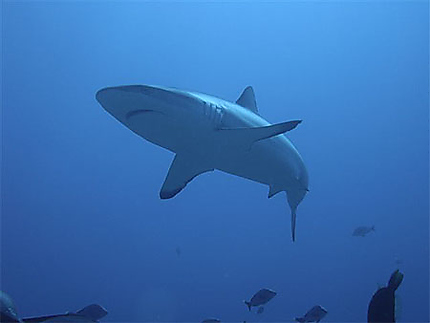 Requin gris à Rangiroa
