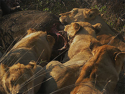 Lions dévorant un bufle