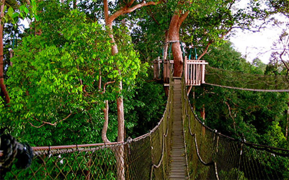 Canopy Bridge