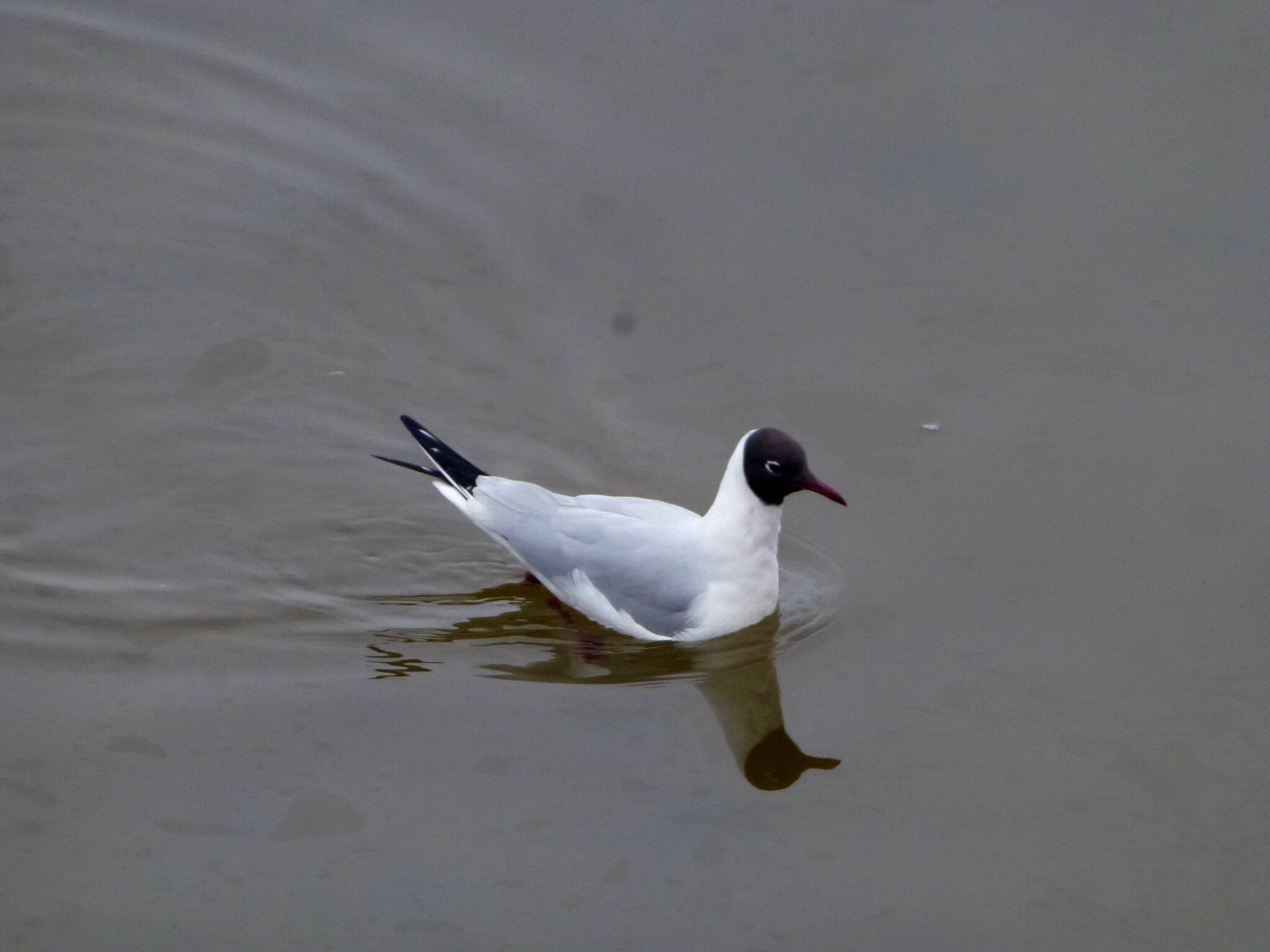 T te noire dans le Port du Belon Oiseaux Animaux Riec sur