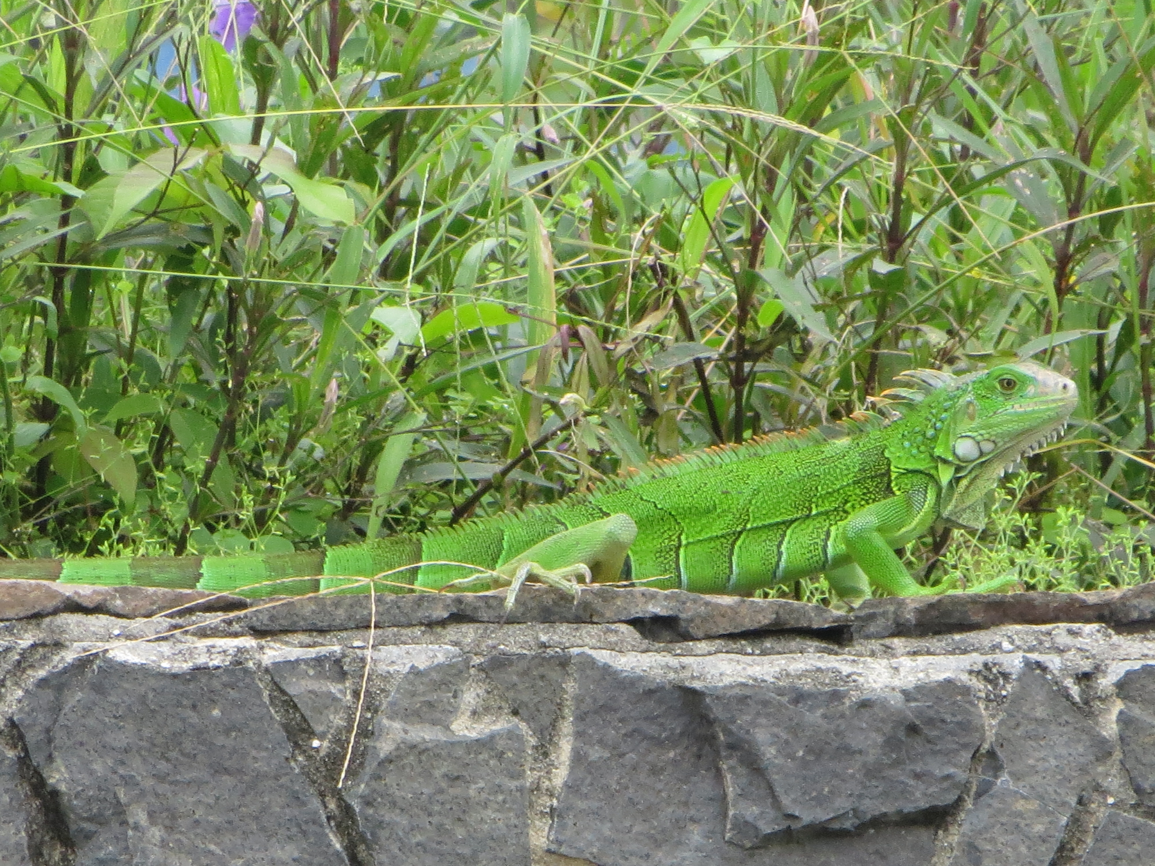 Iguane Iguane