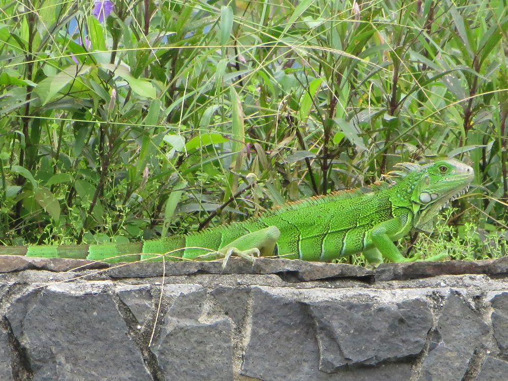 Iguane