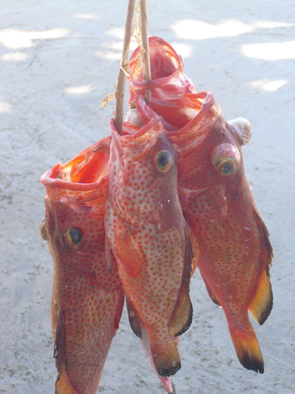 Poissons rouges