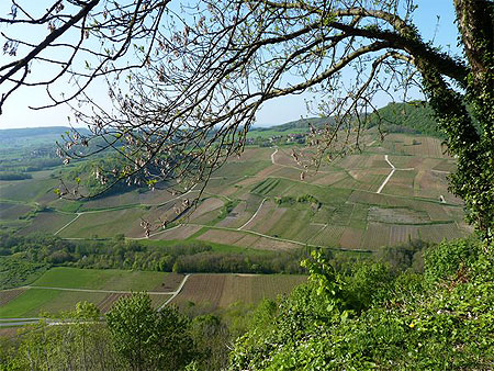 Vignes en contrebas de Château-Chalon Vignes en contrebas de Château-Chalon