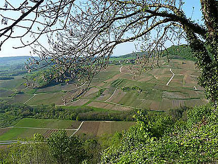 Vignes en contrebas de Château-Chalon