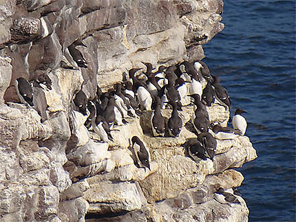 Pingouins au Cap Fréhel