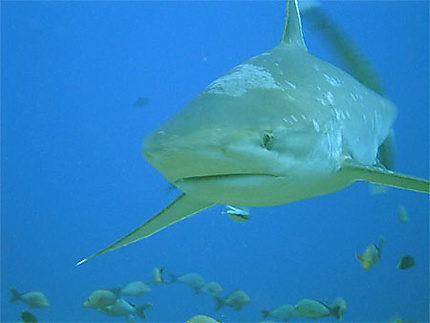 Requin pointe blanche à Rangiroa