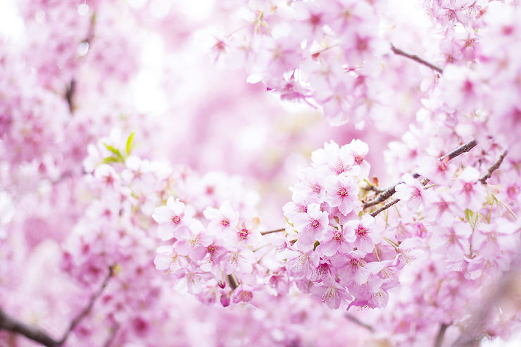 Floraison Des Cerisiers Et Hanami Au Japon Agenda Japon Routard Com