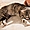 Alger - Musée Beaux Arts - La sieste du chat