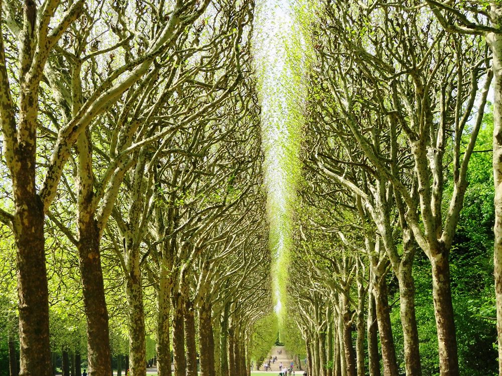 Allée du parc de Sceaux