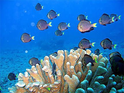Polynésie coraux