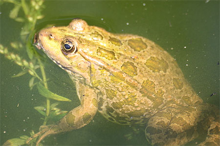 Crapaud de la citadelle Kaleto Crapaud de la citadelle Kaleto