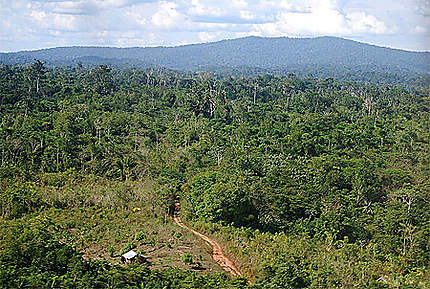 Forêt amazonienne vers Maripasoula
