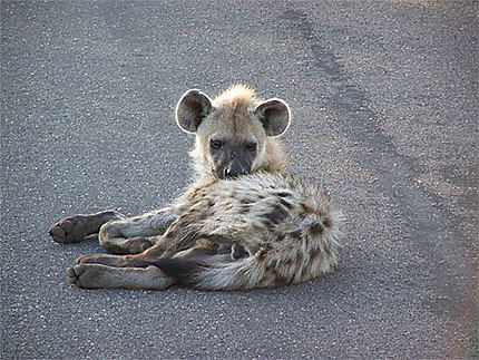 Hyène Kruger park