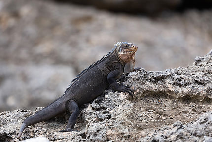 La Désirade : l'île naturelle de la Guadeloupe