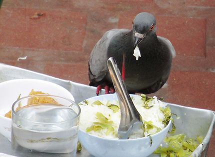 Le repas du pigeon
