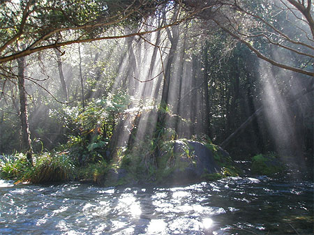 Rayons forestiers Rayons forestiers