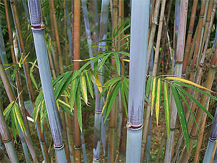 Bambous bleus