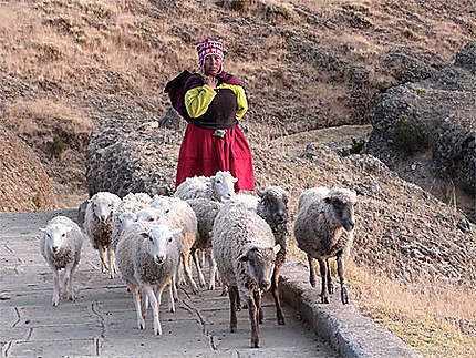 Gardienne de moutons
