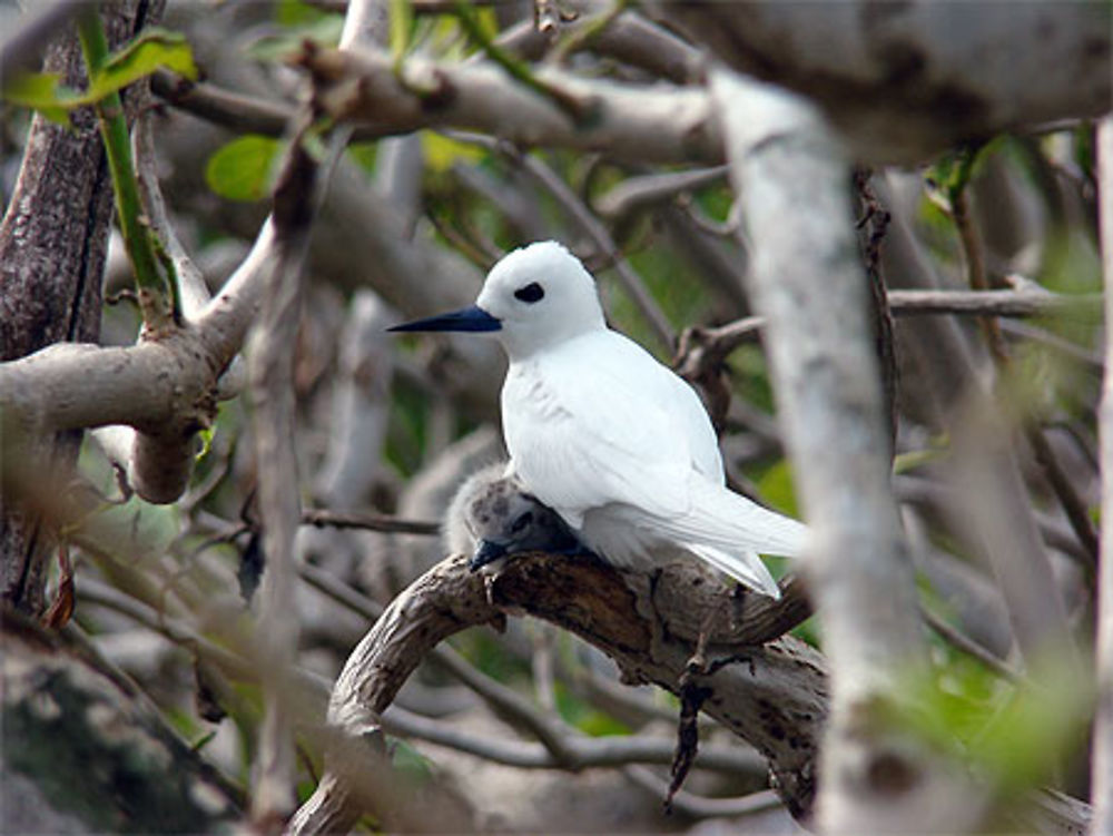 Oiseau la vierge et son petit