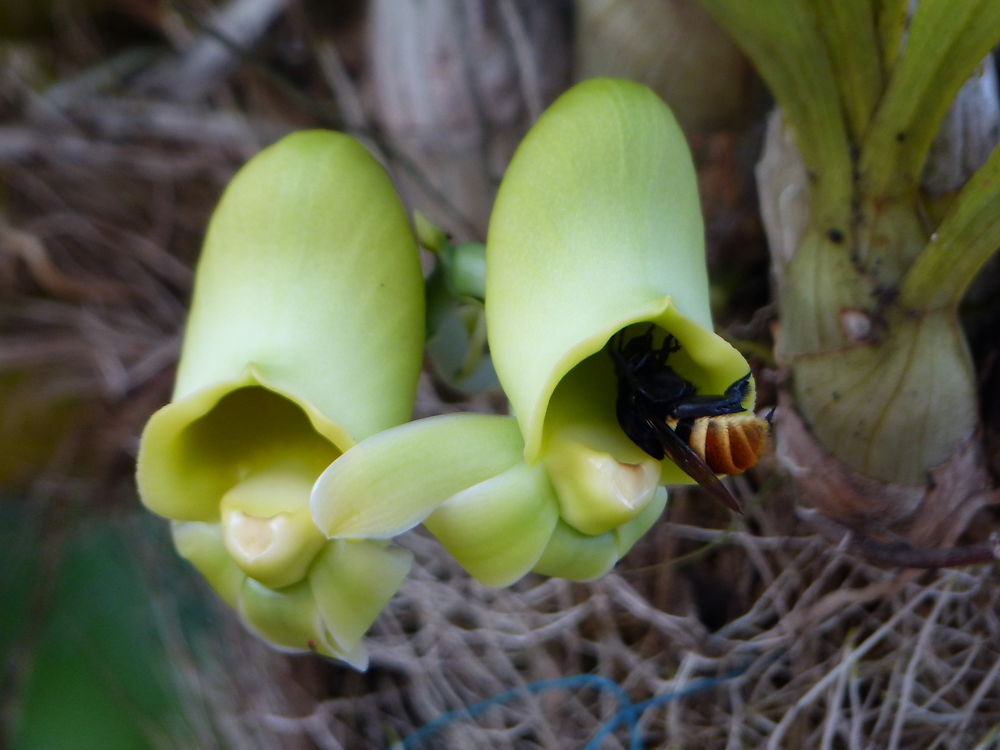 Orchidées à Puerto Ayacucho