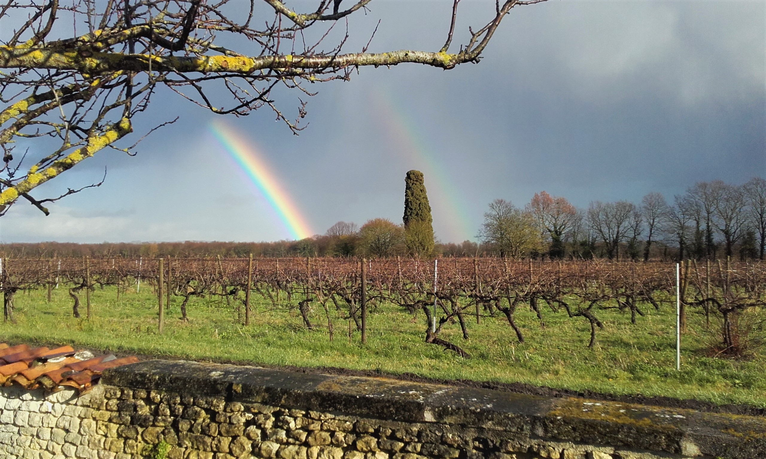 Trésor du vignoble Trésor du vignoble