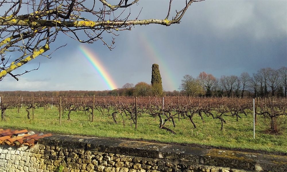 Trésor du vignoble