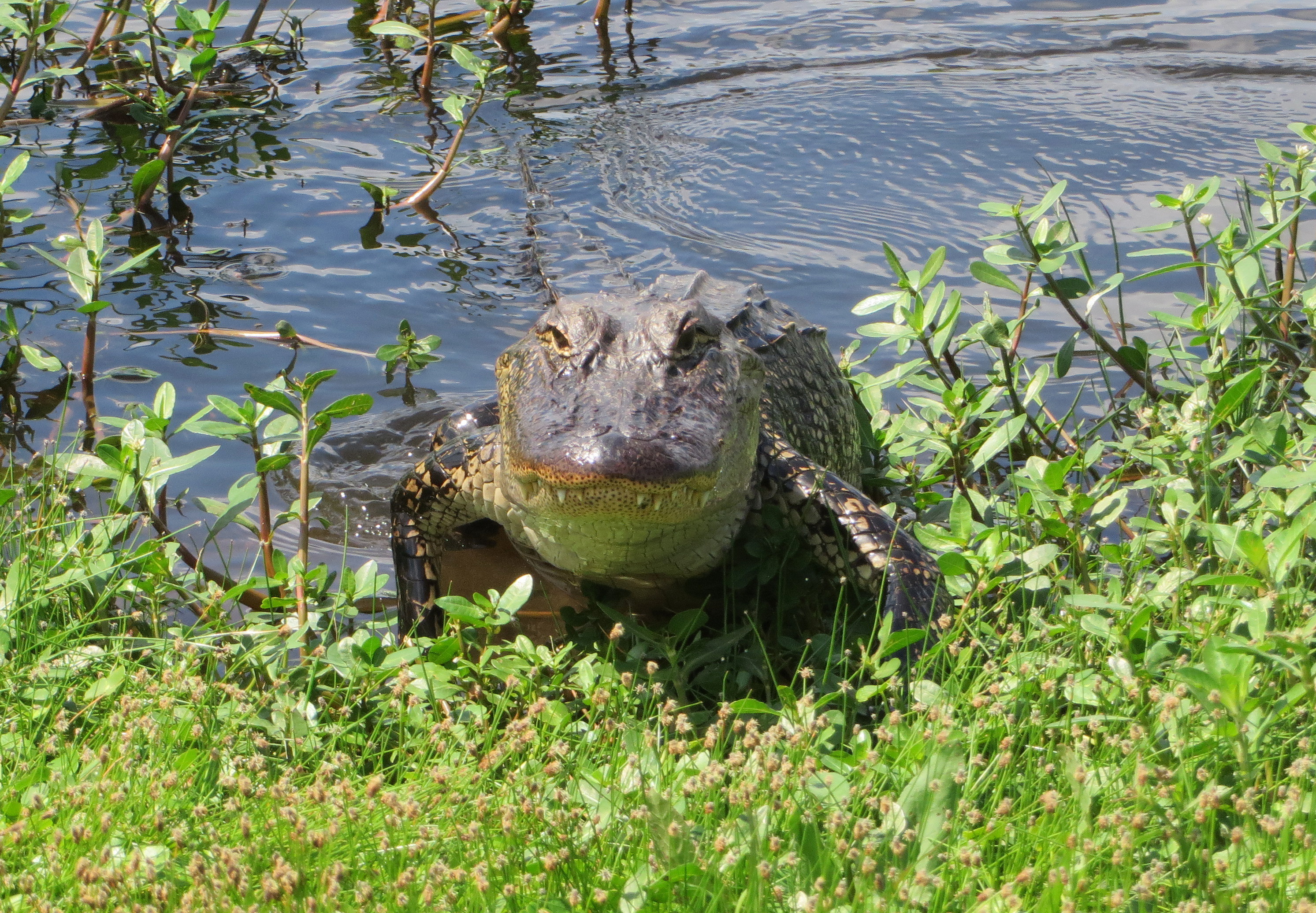 Alligator sur la Creole Nature Trail Alligator sur la Creole Nature Trail