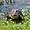 Alligator sur la Creole Nature Trail
