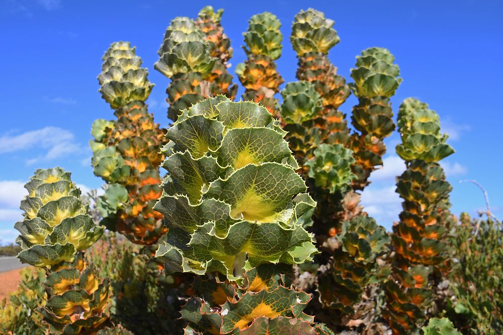 Hakea Victoria