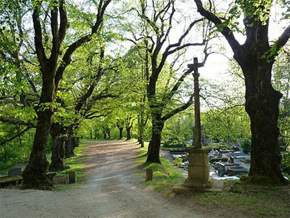 Allée de tilleuls menant à la Chapelle de Frontenay