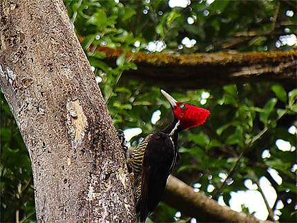 Oiseau du Costa Rica
