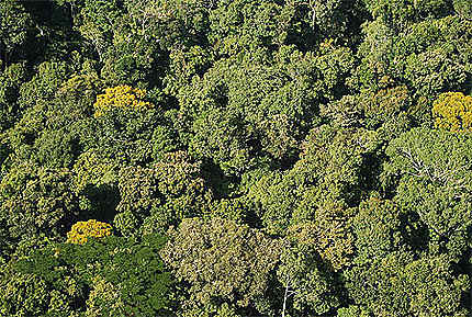 Forêt amazonienne vers Saül