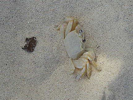 Crabe d'une des plages de Tulum