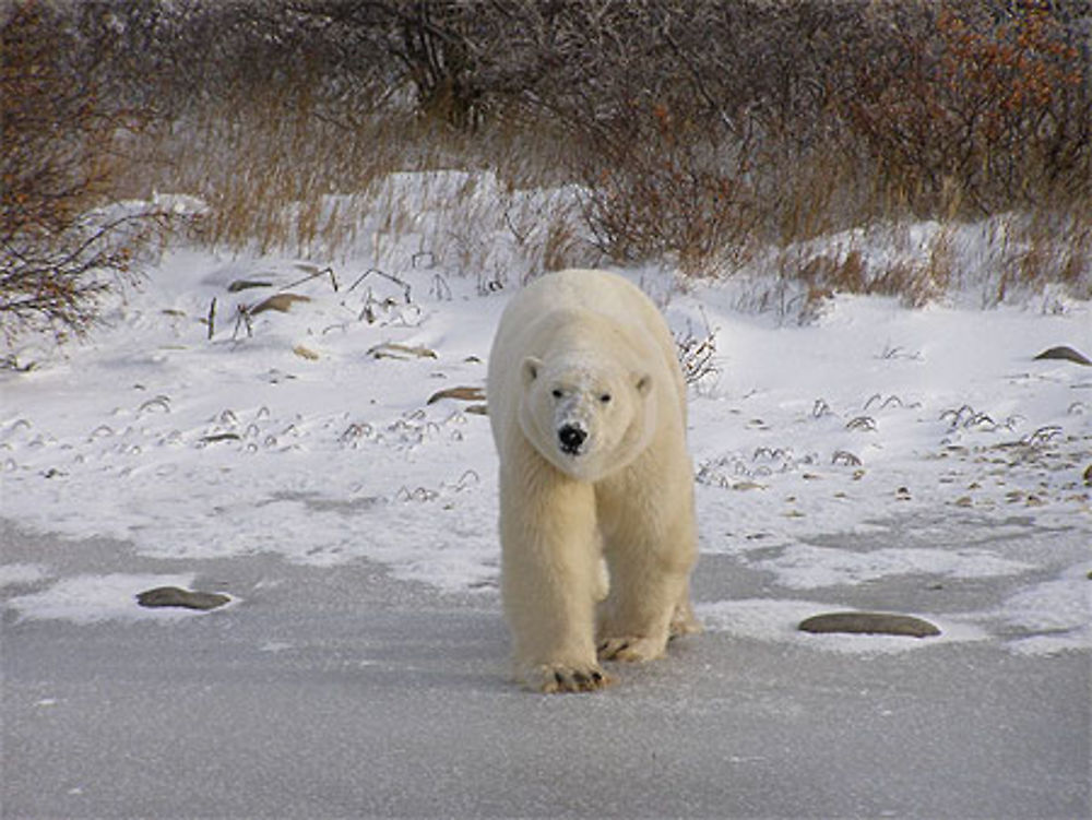 La migration des ours polaires