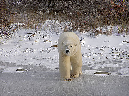 La migration des ours polaires
