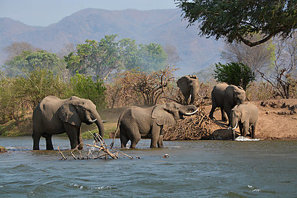 Les éléphants du Zambèze