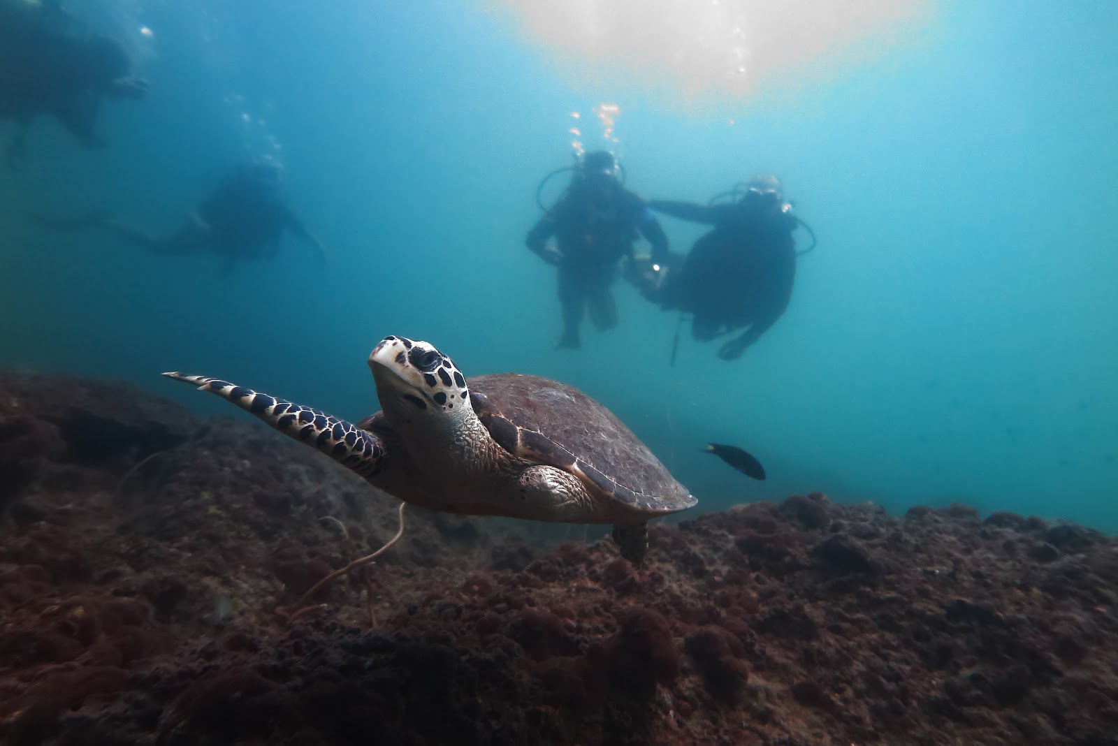 Etonnante rencontre en mer Etonnante rencontre en mer