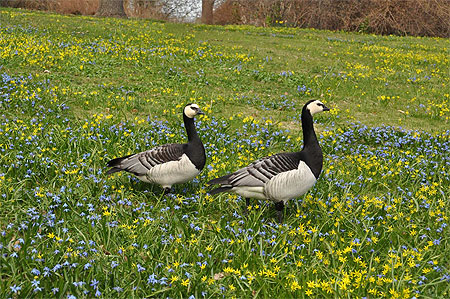 Bernaches nonnettes Bernaches nonnettes